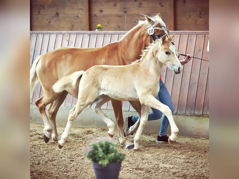 Haflinger Hengst 1 Jahr 150 cm in Biebergemünd