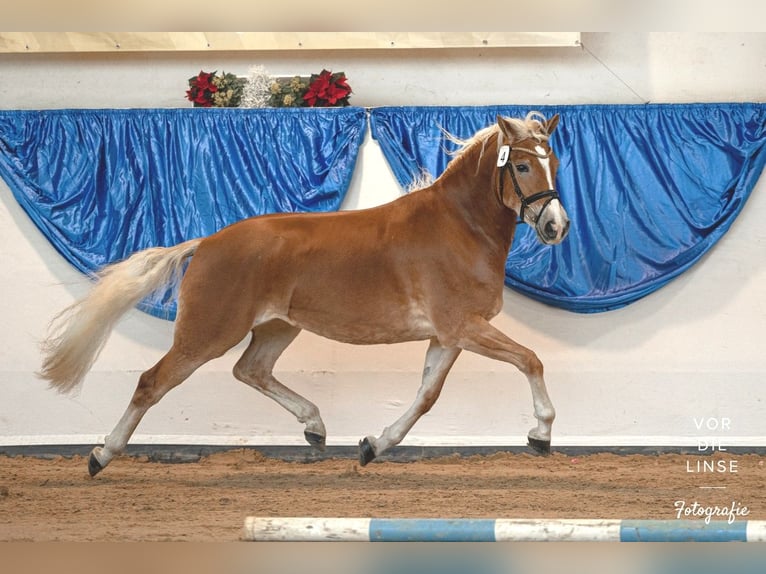 Haflinger Hengst 1 Jahr 150 cm in Biebergemünd