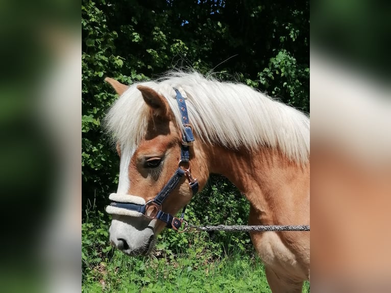 Haflinger Hengst 1 Jahr 150 cm in Biebergemünd