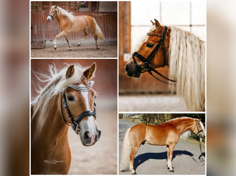 Haflinger Hengst 1 Jahr 150 cm in Biebergemünd