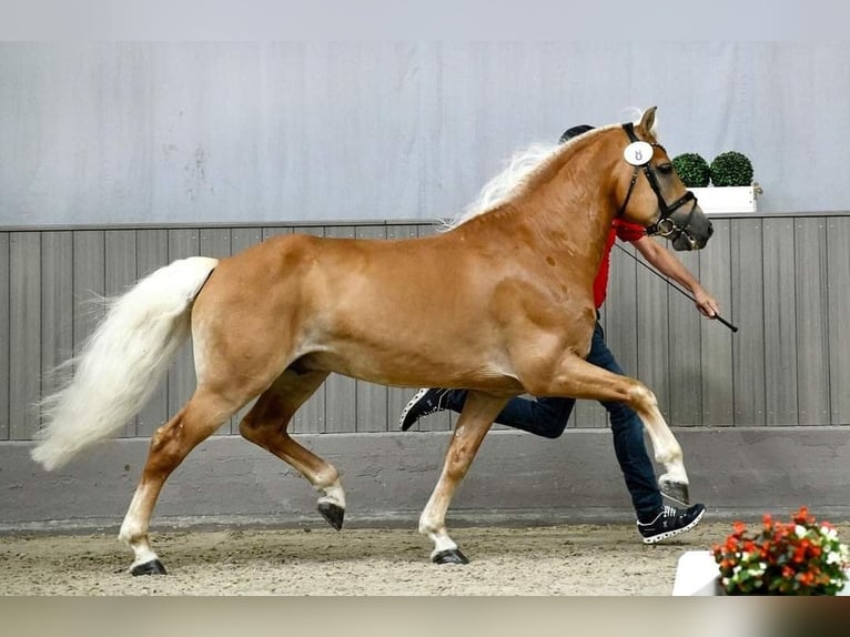 Haflinger Hengst 1 Jahr 150 cm in Biebergemünd