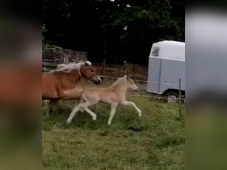 Haflinger Hengst 1 Jahr 150 cm in Biebergemünd
