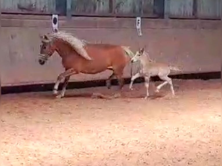 Haflinger Hengst 1 Jahr 150 cm in Biebergemünd