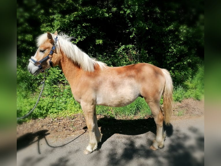 Haflinger Hengst 1 Jahr 150 cm in Biebergemünd