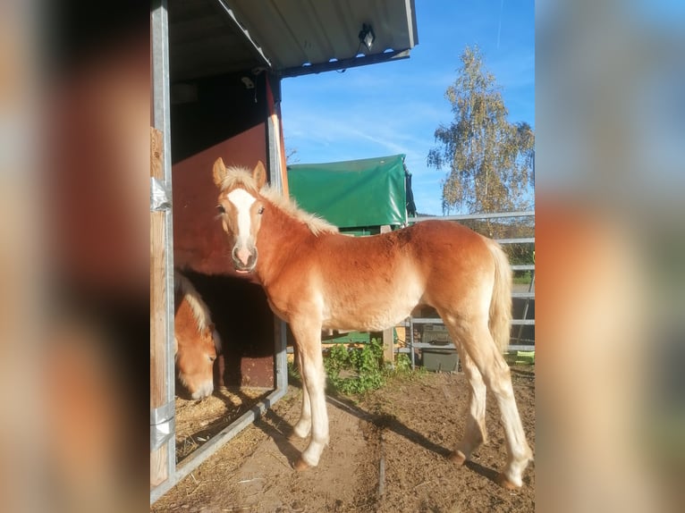 Haflinger Hengst 1 Jahr 150 cm in Biebergemünd