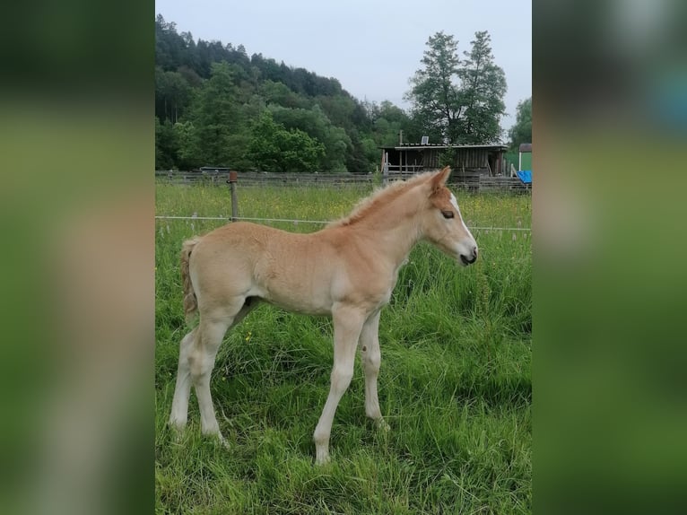 Haflinger Hengst 1 Jahr 150 cm in Biebergemünd