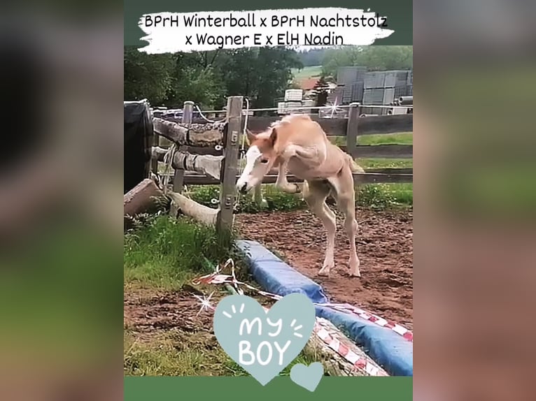 Haflinger Hengst 1 Jahr 150 cm in Biebergemünd