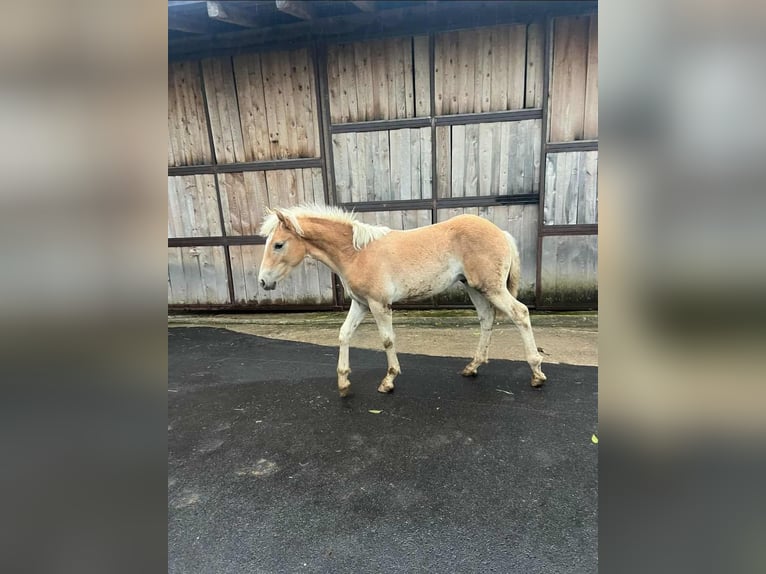 Haflinger Hengst 1 Jahr 150 cm  in Schierling
