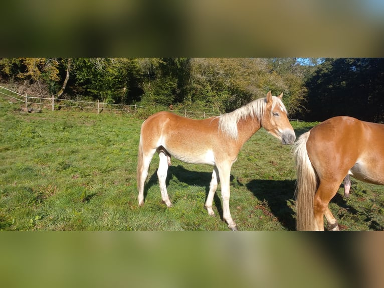 Haflinger Hengst 1 Jahr 150 cm Fuchs in JABREILLES LES BORDES