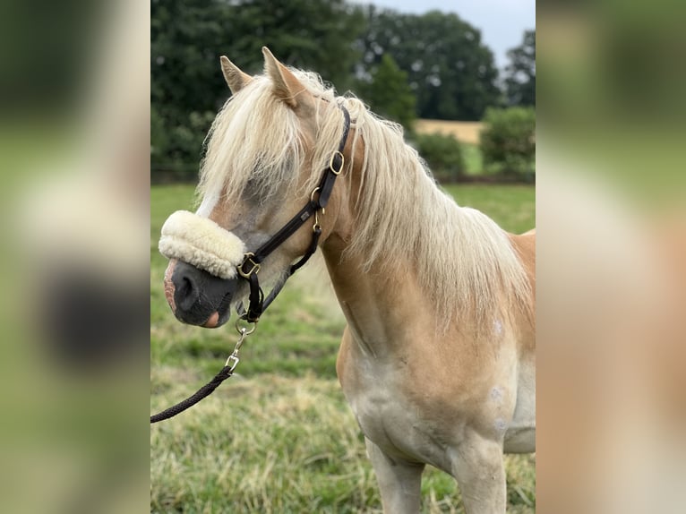 Haflinger Hengst 1 Jahr 150 cm Fuchs in Dahlenburg
