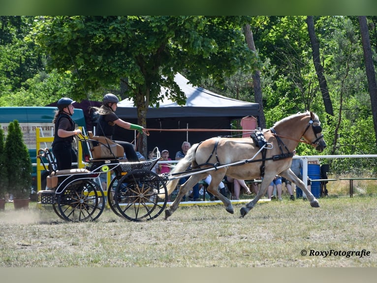 Haflinger Hengst 1 Jahr 150 cm Fuchs in Falkenberg/Elster Haflinger Hengst 1 Jahr 150 cm Fuchs in Falkenberg/Elster