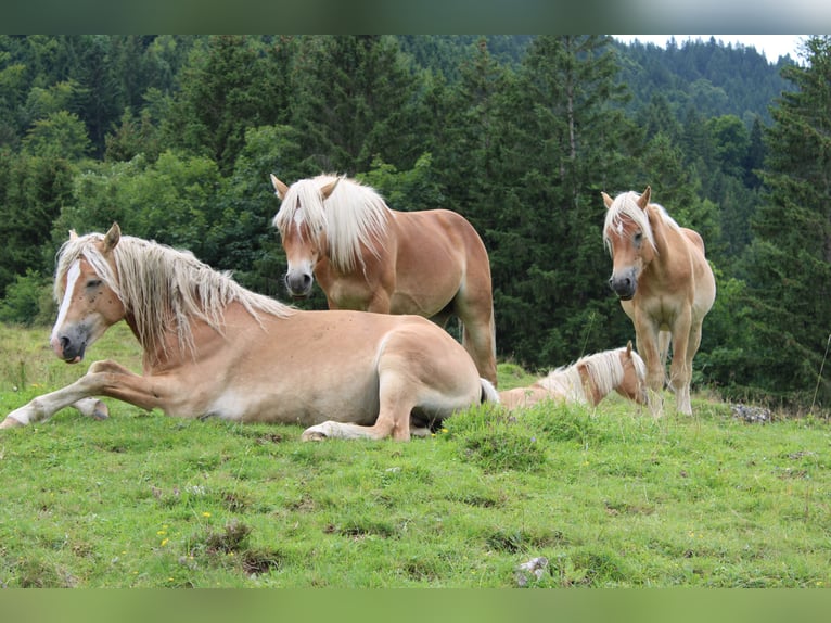 Haflinger Hengst 1 Jahr 150 cm Fuchs in Fischbach am Inn/Bayern