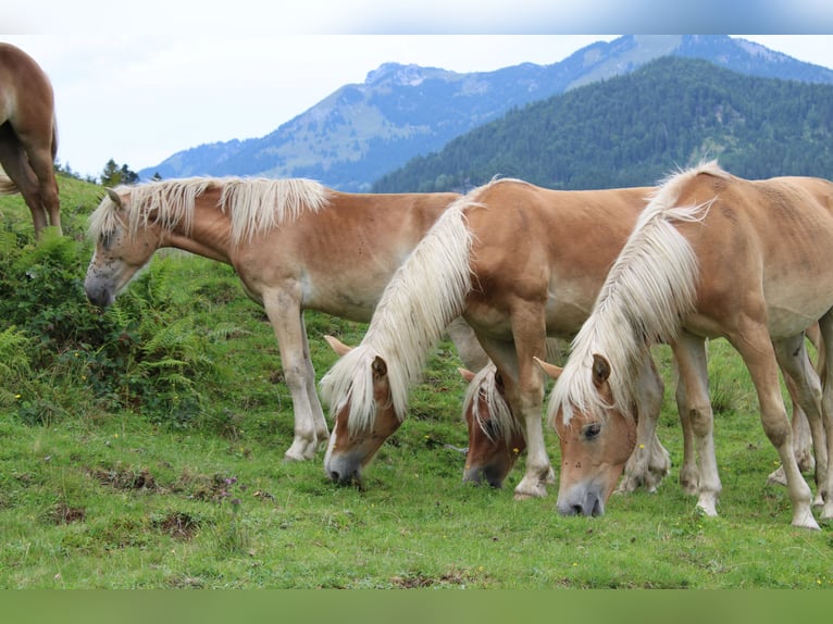 Haflinger Hengst 1 Jahr 150 cm Fuchs in Fischbach am Inn/Bayern