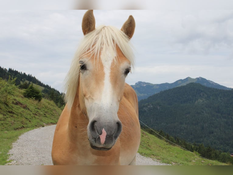 Haflinger Hengst 1 Jahr 150 cm Fuchs in Fischbach am Inn/Bayern