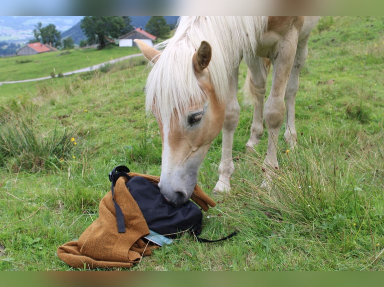 Haflinger Hengst 1 Jahr 150 cm Fuchs in Fischbach am Inn/Bayern