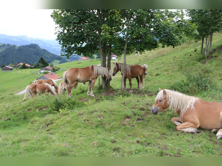 Haflinger Hengst 1 Jahr 150 cm Fuchs in Fischbach am Inn/Bayern