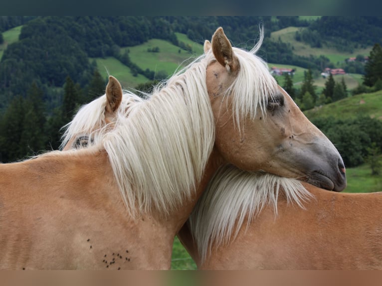 Haflinger Hengst 1 Jahr 150 cm Fuchs in Fischbach am Inn/Bayern