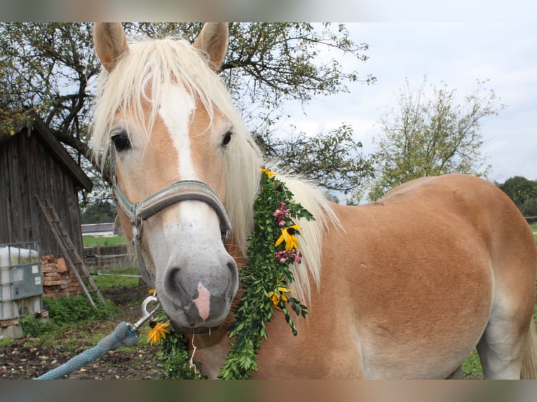 Haflinger Hengst 1 Jahr 150 cm Fuchs in Fischbach am Inn/Bayern