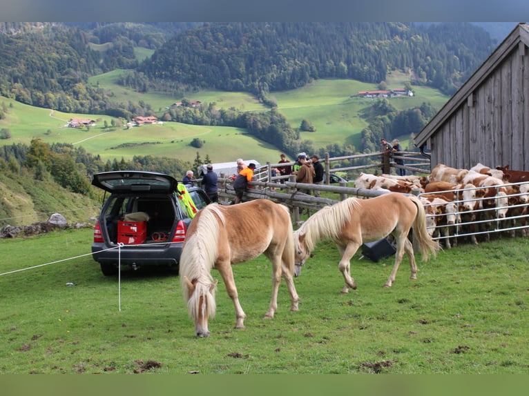 Haflinger Hengst 1 Jahr 150 cm Fuchs in Fischbach am Inn/Bayern