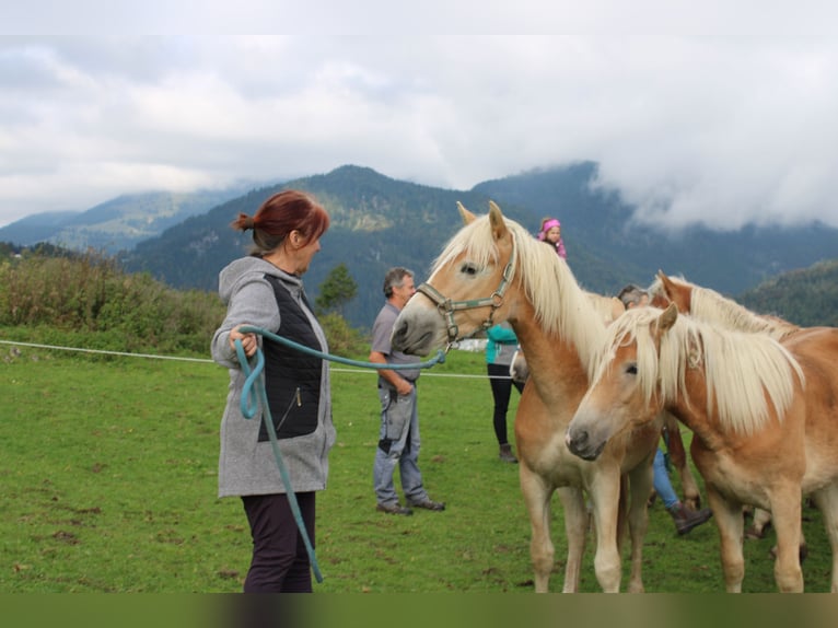Haflinger Hengst 1 Jahr 150 cm Fuchs in Fischbach am Inn/Bayern