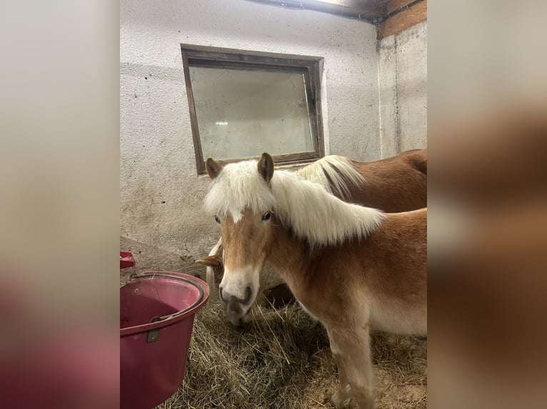 Haflinger Hengst 1 Jahr 151 cm Fuchs in Hainzenberg