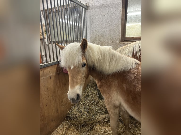 Haflinger Hengst 1 Jahr 151 cm Fuchs in Hainzenberg