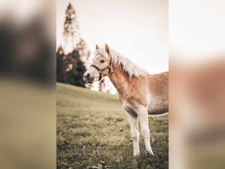 Haflinger Hengst 1 Jahr 151 cm Fuchs in Hainzenberg