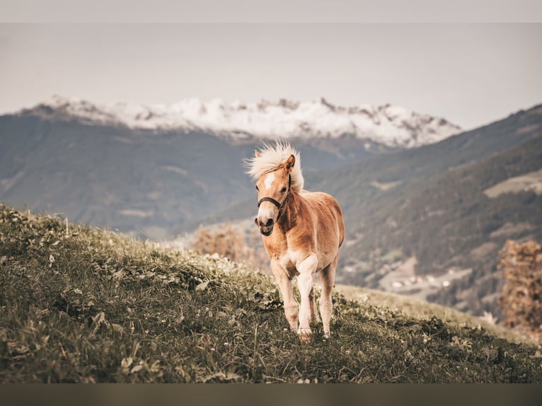 Haflinger Hengst 1 Jahr 151 cm Fuchs in Hainzenberg