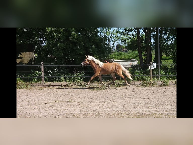 Haflinger Hengst 1 Jahr 152 cm Fuchs in Lunteren