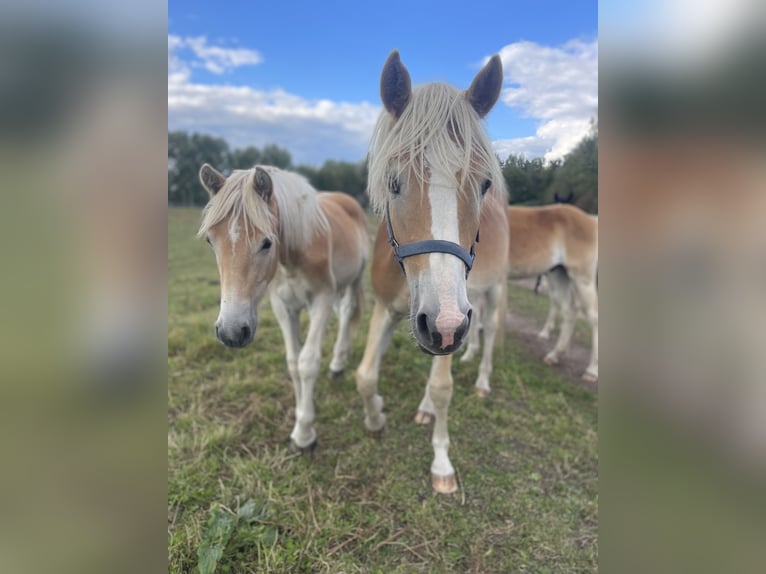 Haflinger Hengst 1 Jahr 154 cm in Trebbin