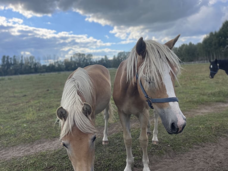 Haflinger Hengst 1 Jahr 154 cm in Trebbin