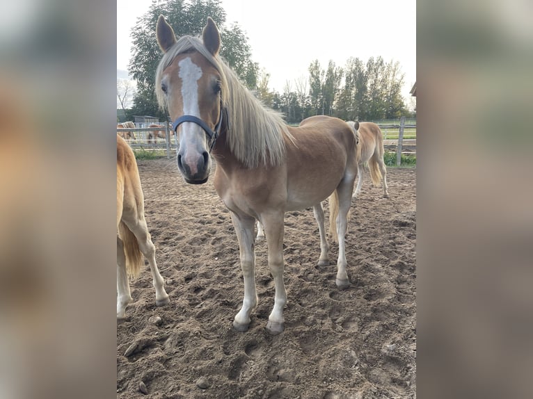 Haflinger Hengst 1 Jahr 154 cm in Trebbin