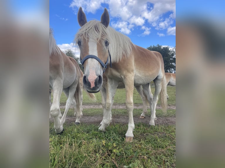 Haflinger Hengst 1 Jahr 154 cm in Trebbin