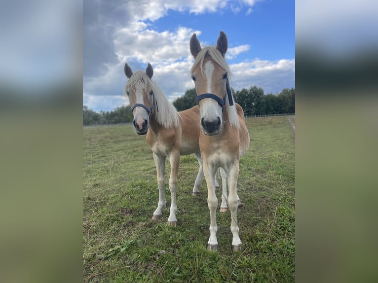 Haflinger Hengst 1 Jahr 154 cm in Trebbin