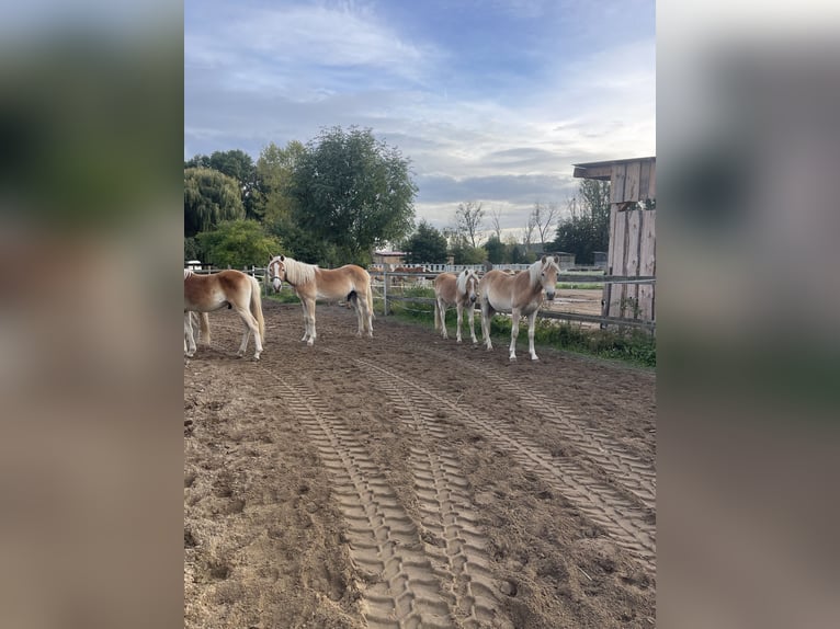 Haflinger Hengst 1 Jahr 154 cm in Trebbin