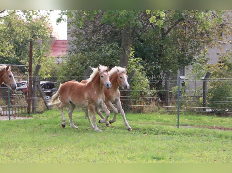 Haflinger Hengst 1 Jahr 154 cm Fuchs in GNEWIKOW