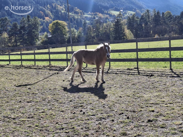 Haflinger Hengst 1 Jahr  in Tösens