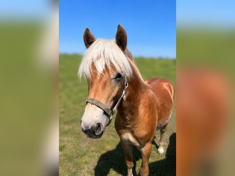 Haflinger Hengst 1 Jahr  in Tadten