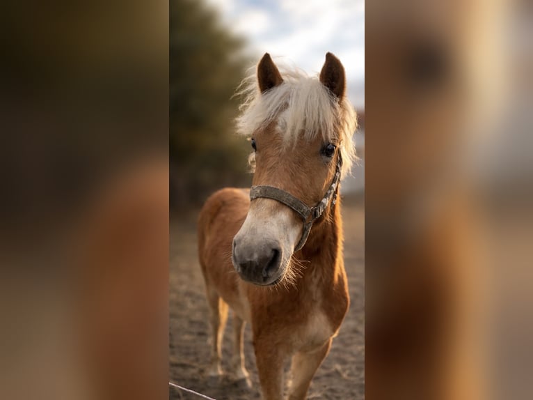 Haflinger Hengst 1 Jahr  in Tadten
