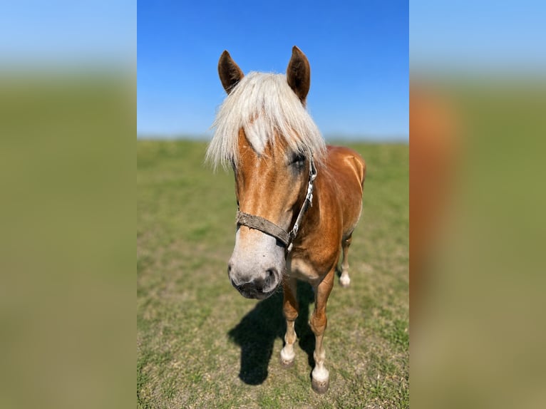 Haflinger Hengst 1 Jahr  in Tadten