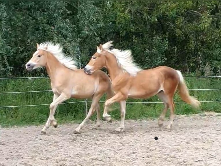 Haflinger Hengst 1 Jahr in Attersee am Attersee
