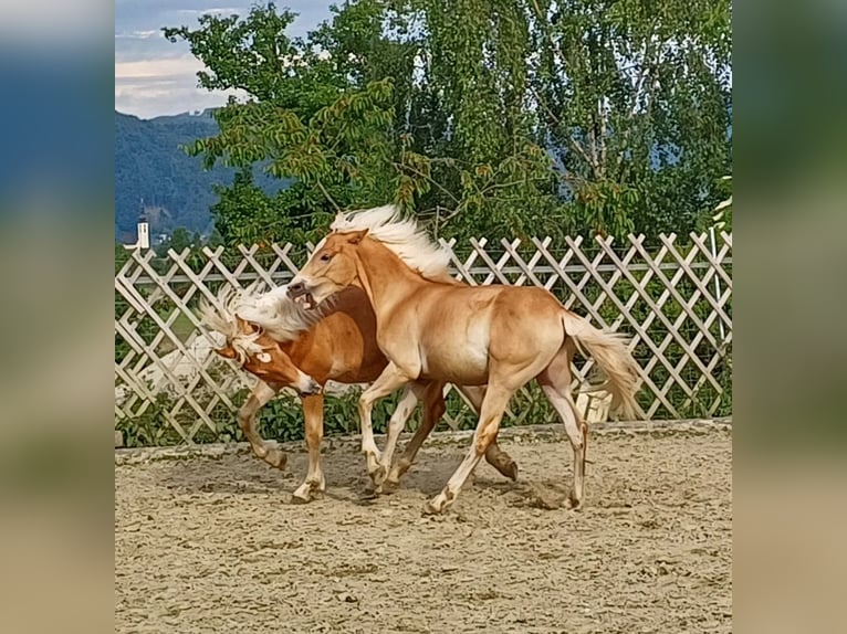 Haflinger Hengst 1 Jahr in Attersee am Attersee