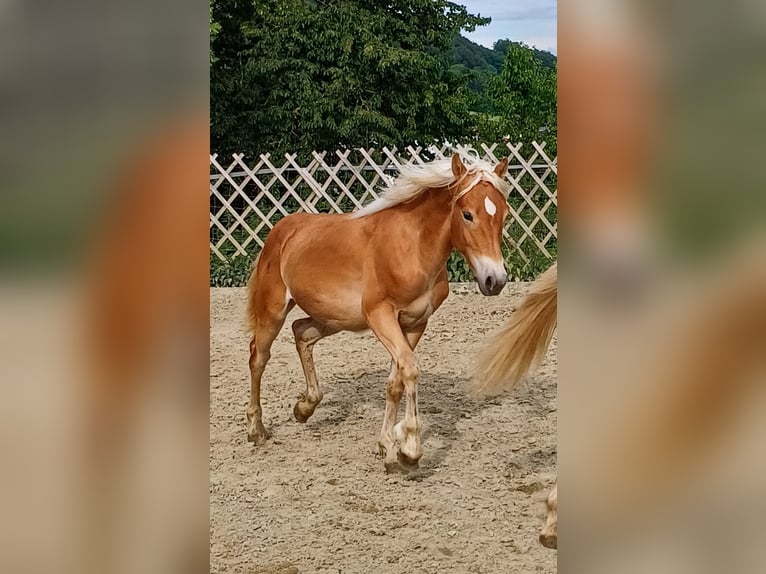 Haflinger Hengst 1 Jahr in Attersee am Attersee