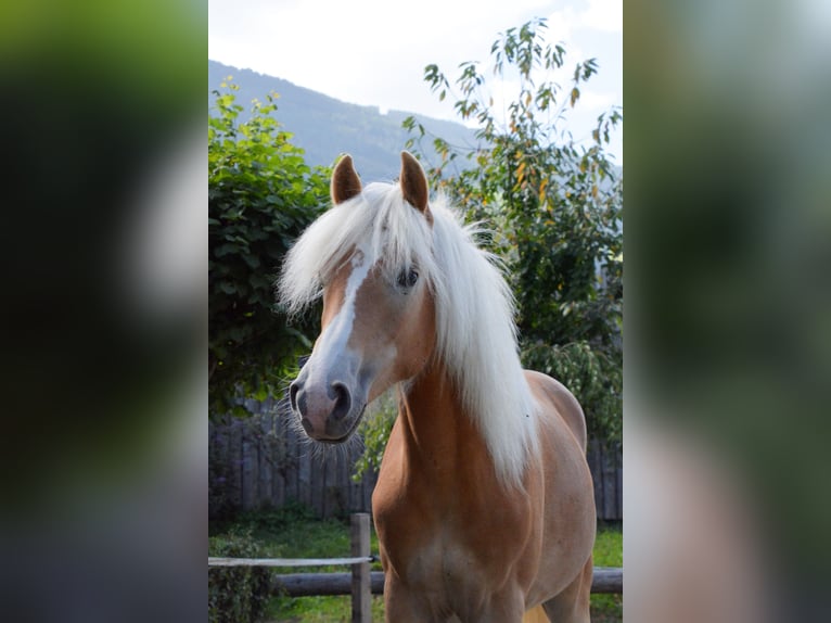 Haflinger Hengst 1 Jahr  in Distelberg