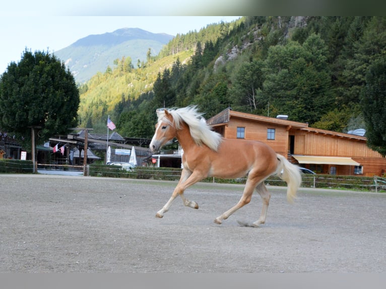Haflinger Hengst 1 Jahr  in Distelberg