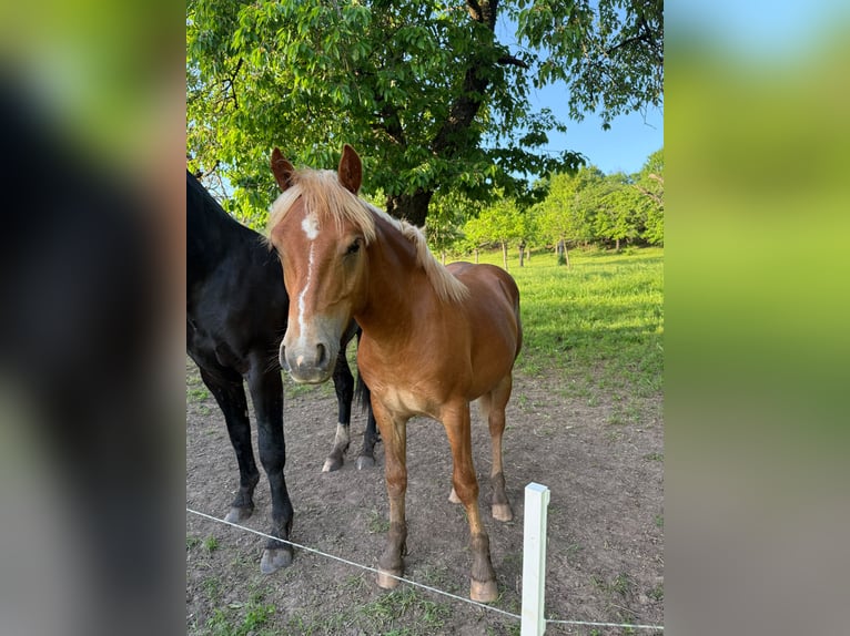 Haflinger Mix Hengst 1 Jahr  in Tastungen