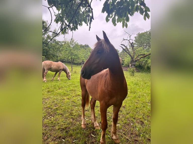 Haflinger Mix Hengst 1 Jahr  in Tastungen