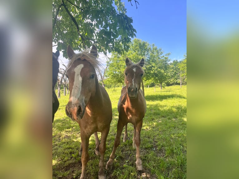 Haflinger Mix Hengst 1 Jahr  in Tastungen
