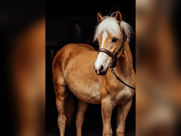 Haflinger Hengst 1 Jahr  in Bad Schwalbach