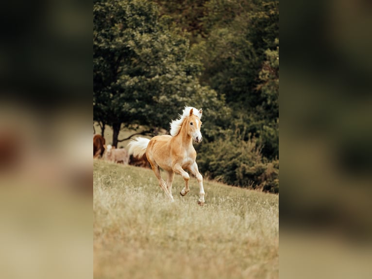Haflinger Hengst 1 Jahr  in Bad Schwalbach